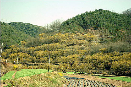 화전 2리로 들어가는 길목 풍경. 경상도 말로 '쌔리 퍼 부었다'고 할 만하다 